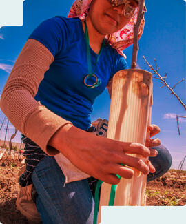 Photo of a worker planting a tree